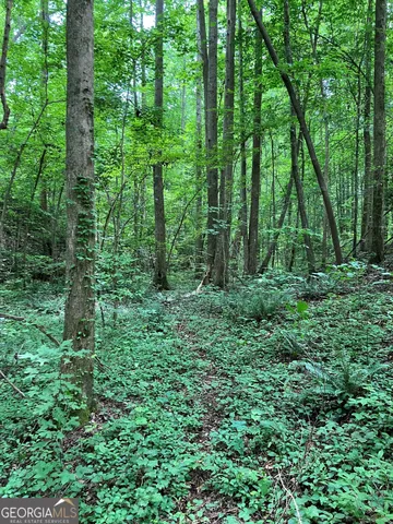 a view of a lush green forest