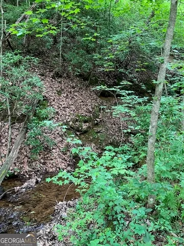 a plant view in yard