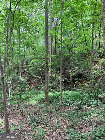 a view of a forest