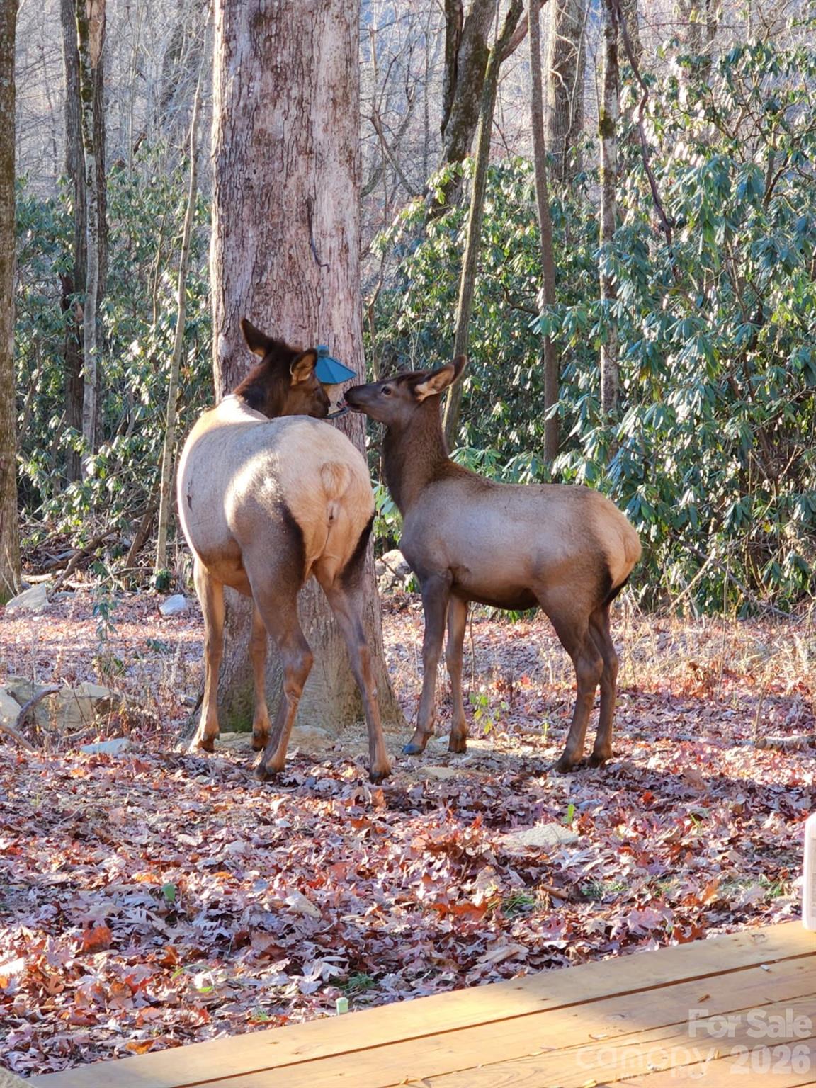 16 Standing Rock Ridge Maggie Valley, NC 28751 - Photo 15 of 20