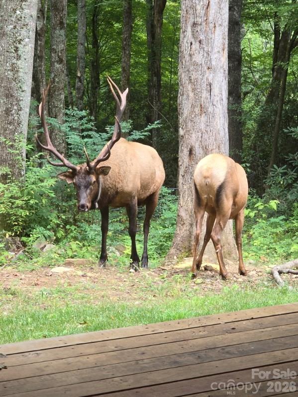16 Standing Rock Ridge Maggie Valley, NC 28751 - Photo 20 of 20