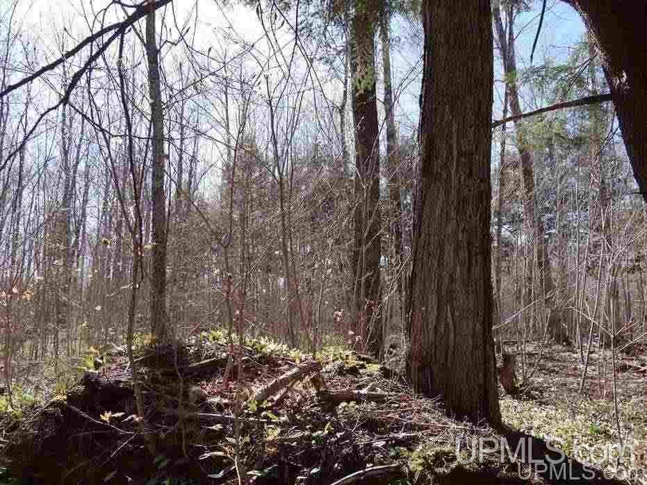 Tbd Off Ravine River Road Skanee, MI 49962 - Photo 9 of 20