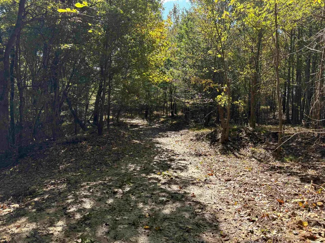 a view of a tree in the middle of a yard