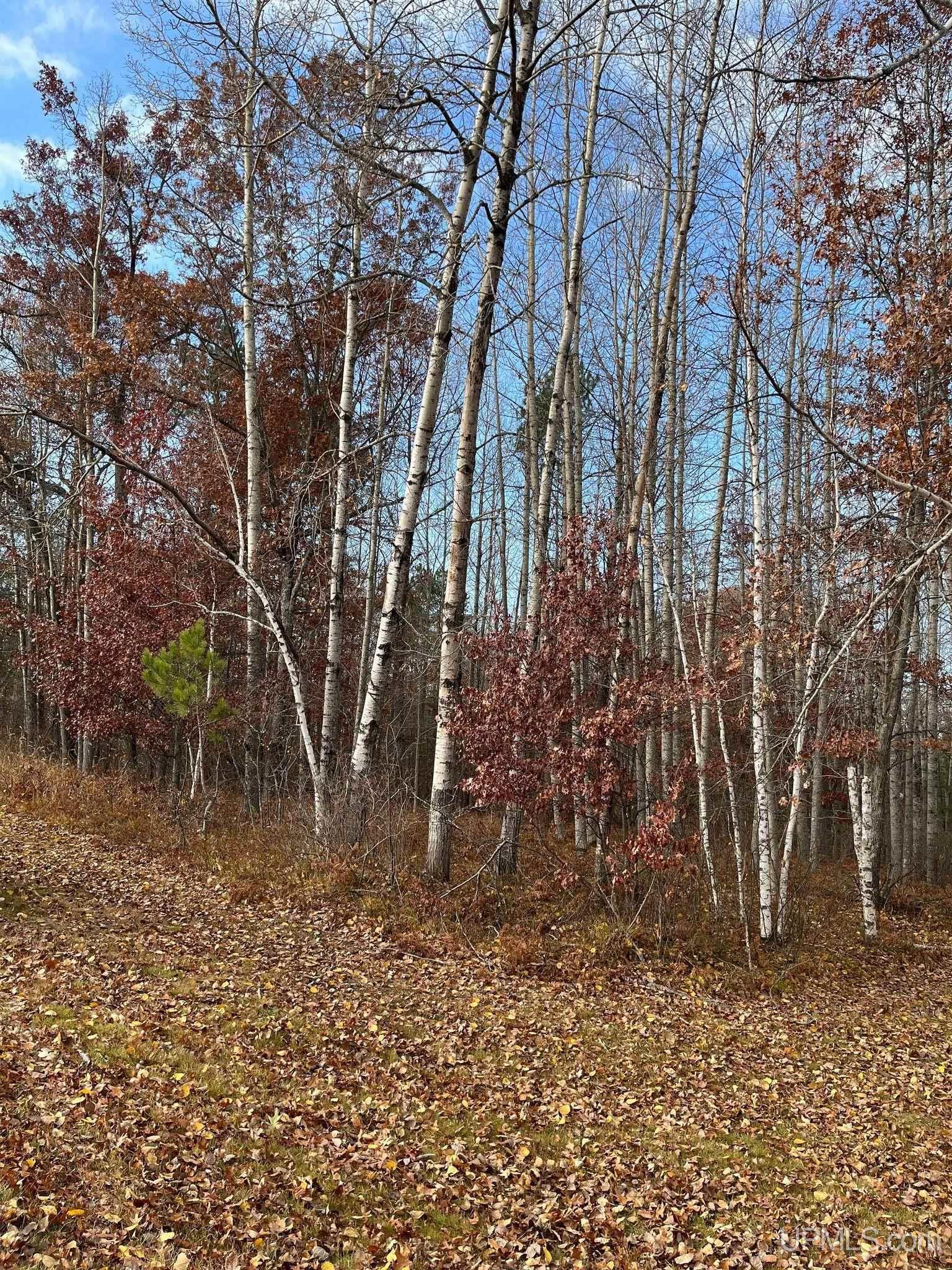 41 & 42 Frog Lake Road Florence, WI 54121 - Photo 3 of 7