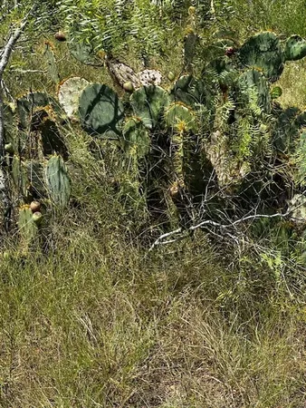 $160,000 | Lot 1 County Road 420, Waelder, TX 78959