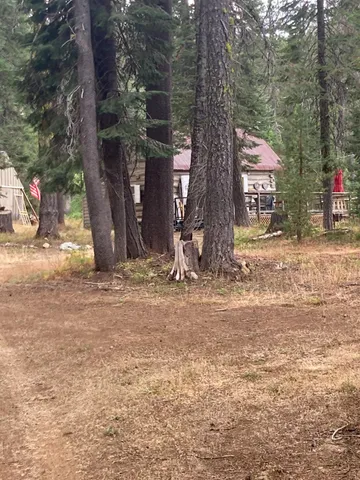 a view of a backyard with large tree