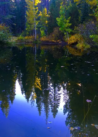 a view of a yard with a large trees