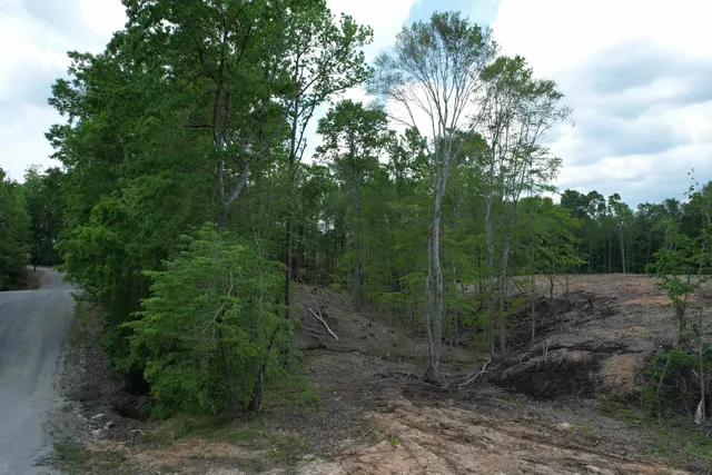 a view of a forest with trees