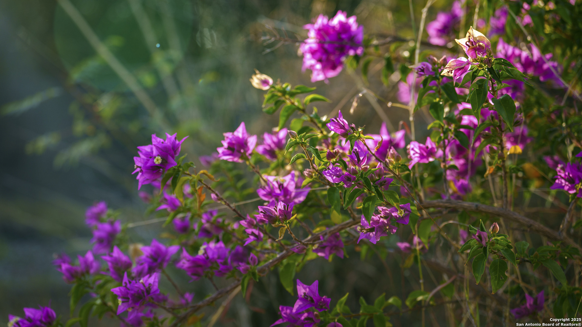 514 County Road 669 Devine, TX 78016 - Photo 29 of 45 a flower view