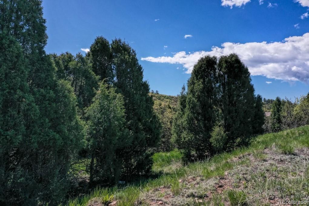 3455 Black Canyon Road Colorado Springs, CO 80904 - Photo 10 of 21 a view of a garden with a tree in a yard