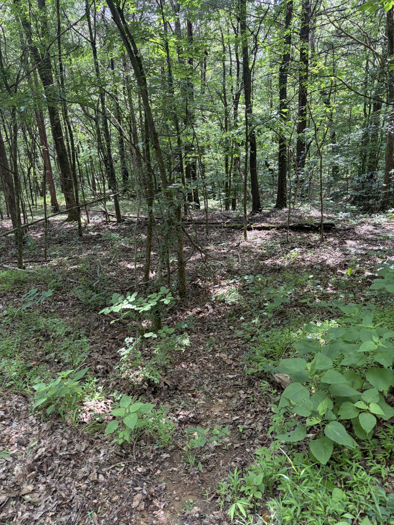 0 Kelso-Smithland Road Kelso, TN 37348 - Photo 36 of 45 a view of outdoor space and green space