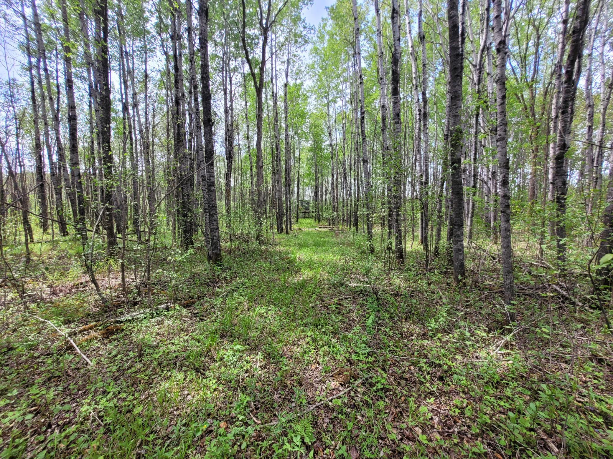68401 County Road 547 Cook, MN 55723 - Photo 25 of 29