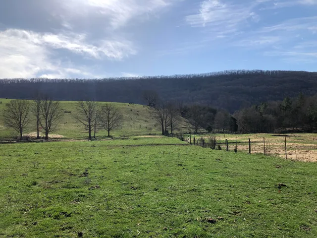 a view of outdoor space with garden and trees