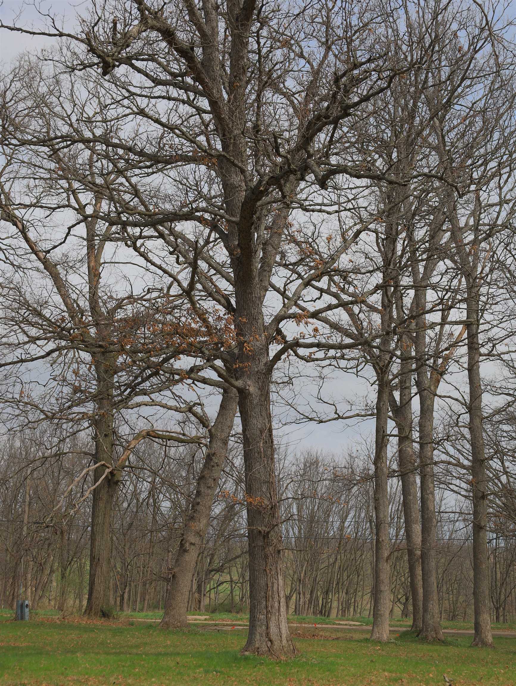 4500 East River Road Ridott, IL 61067 - Photo 47 of 54 a view of a yard with large trees