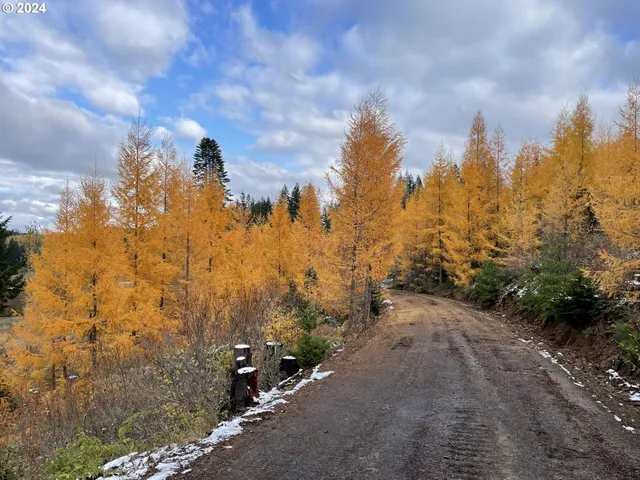 a view of a yard with trees in the background