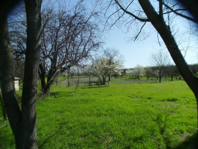 15890 West Wallen Road Red Bluff, CA 96080 - Photo 7 of 7 a view of a park with large trees