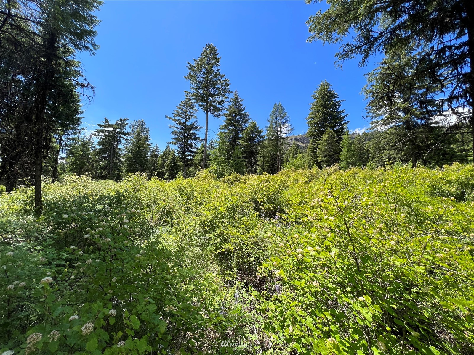 321 Bamber Creek Road Curlew, WA 99118 - Photo 9 of 40 Gallery Image 9