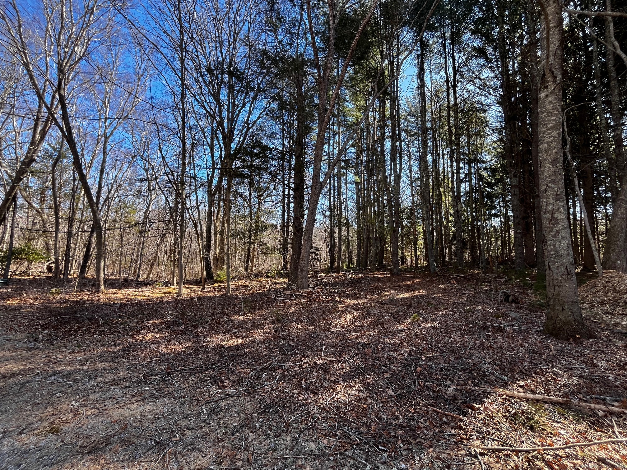 41-1 Whippoorwill Road Old Lyme, CT 06371 - Photo 4 of 8 a view of a yard with trees