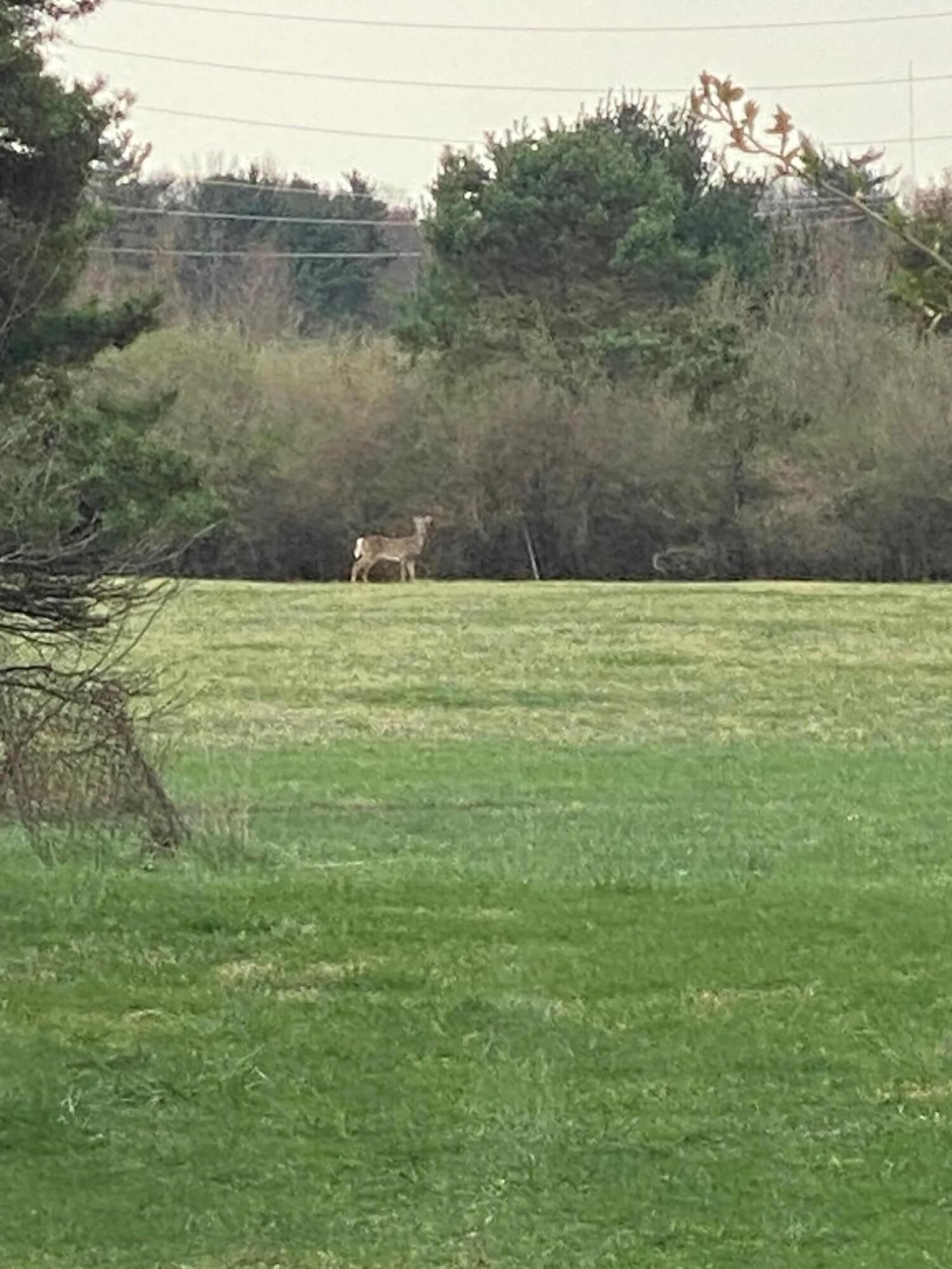 1315 Benston Road Whitehall, MI 49461 - Photo 60 of 74 1315 Benston deer 3
