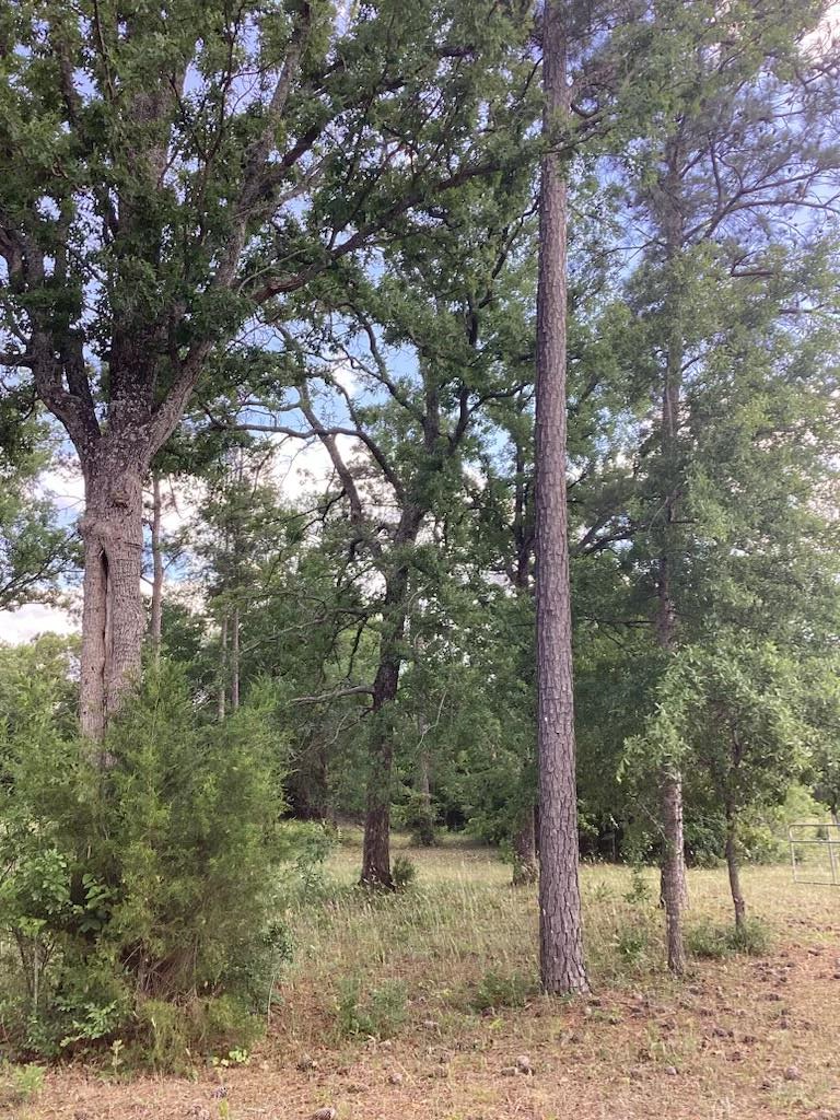 291 Young Road Box Springs, GA 31801 - Photo 6 of 22 a view of a forest filled with trees