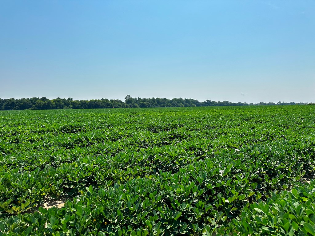 18.33-acres Burdeshaw Road Headland, AL 36345 - Photo 4 of 12