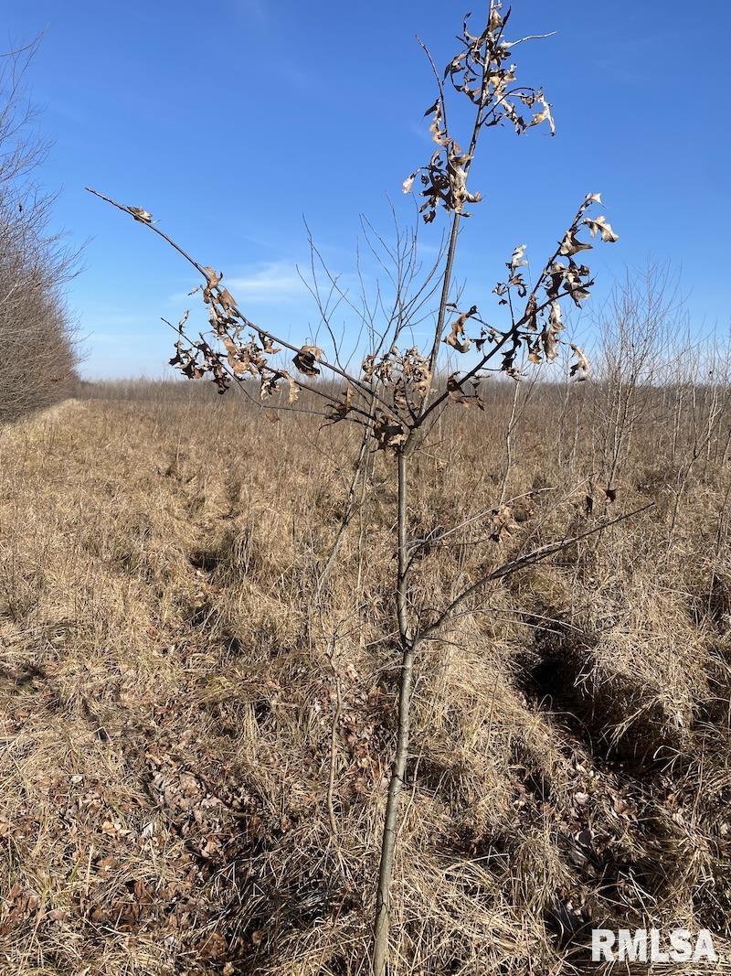 0 North 150th Street Sumner, IL 62466 - Photo 22 of 54