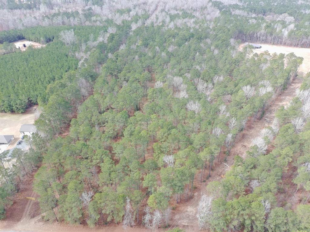 a view of a forest with a street