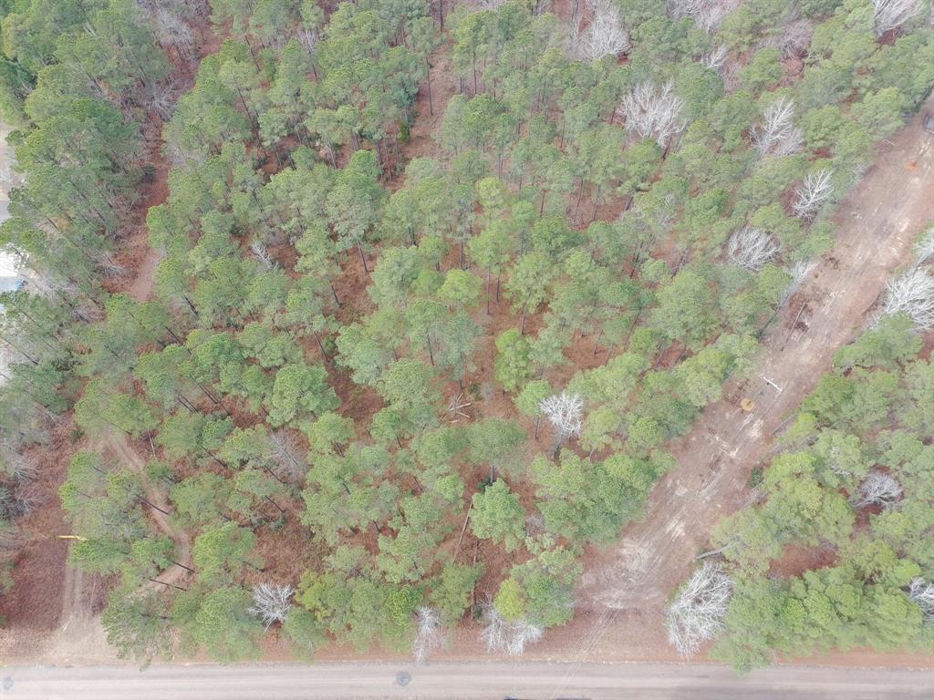 0 Vander Almond Road Minden, LA 71055 - Photo 4 of 6 a close up of a plant with a yard