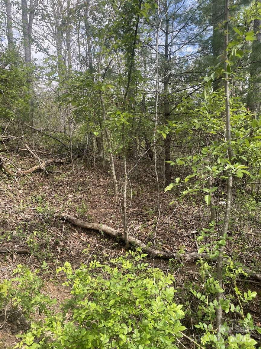 151 Richmond Rdg Road Asheville, NC 28804 - Photo 4 of 8 a view of a pathway both side of a road with plants and large trees