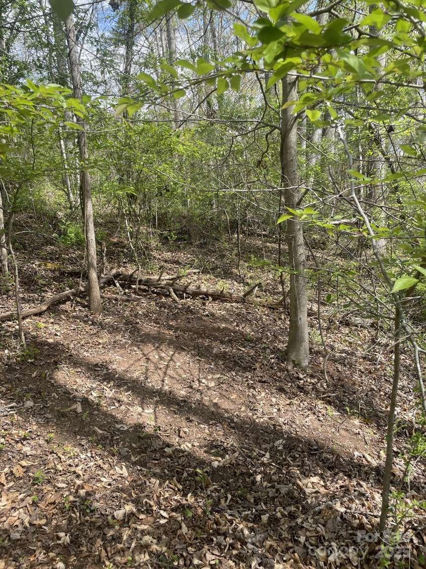 151 Richmond Rdg Road Asheville, NC 28804 - Photo 5 of 8 a view of a forest that has a tree