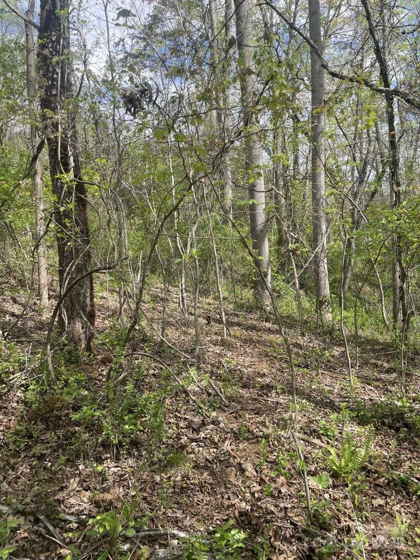 151 Richmond Rdg Road Asheville, NC 28804 - Photo 7 of 8 a view of a yard with a tree