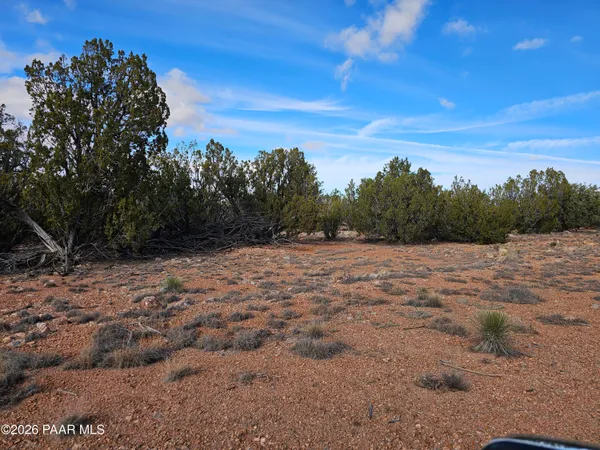 a view of a dry yard with trees