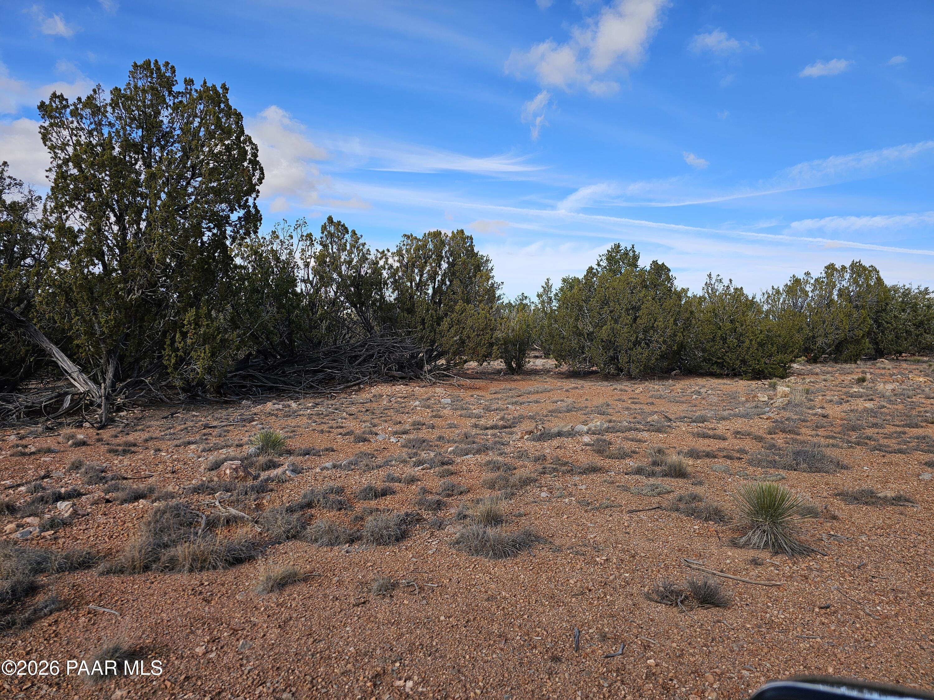 30022 Amalia Road Seligman, AZ 86337 - Photo 12 of 12 a view of a dry yard with trees