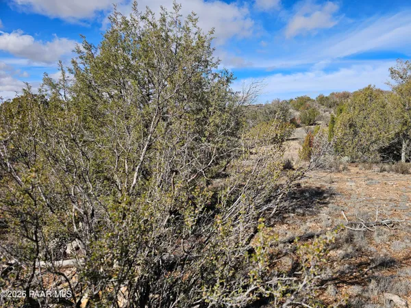 a view of a large yard with lots of bushes