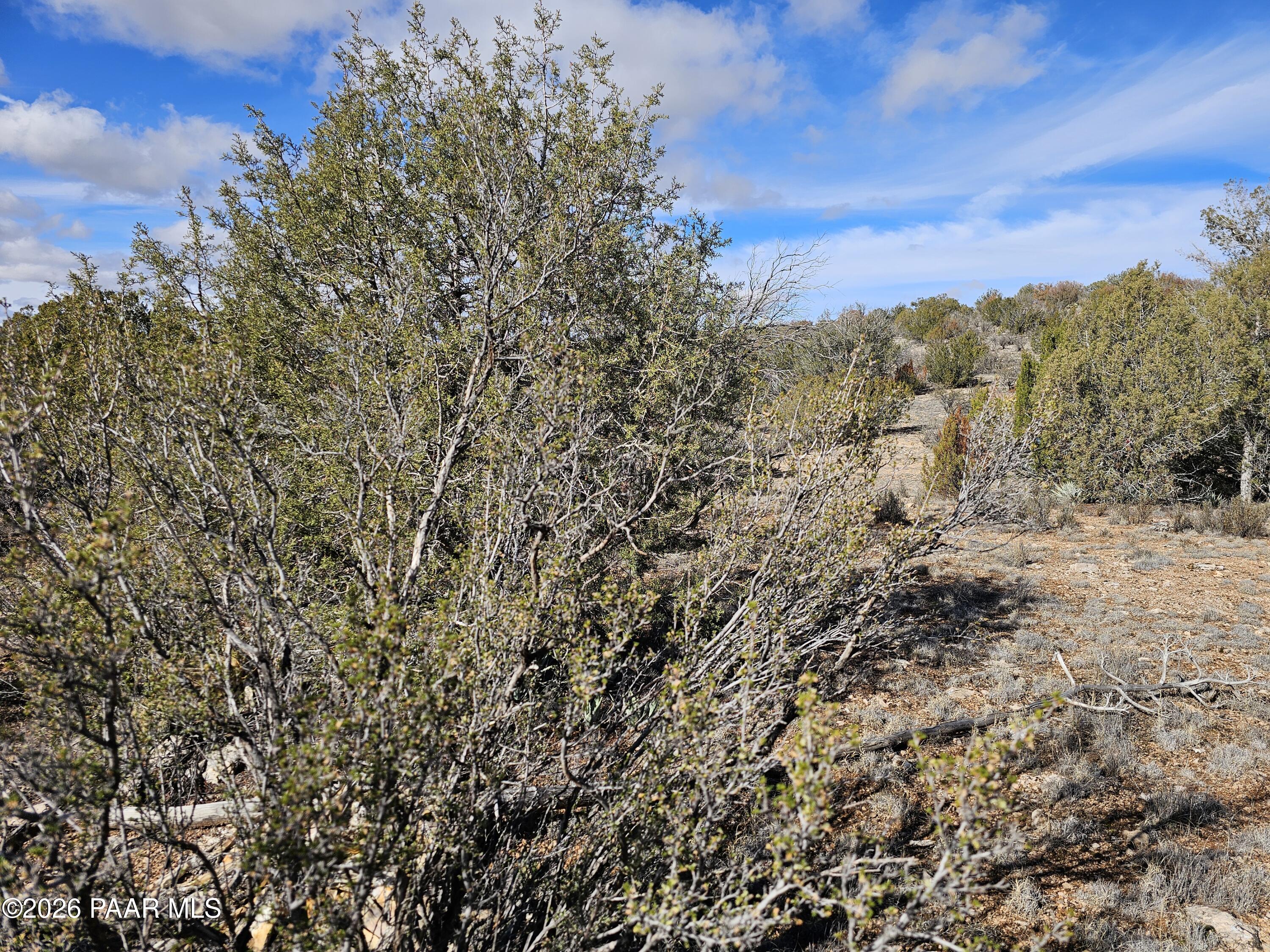 30022 Amalia Road Seligman, AZ 86337 - Photo 4 of 12 a view of a large yard with lots of bushes