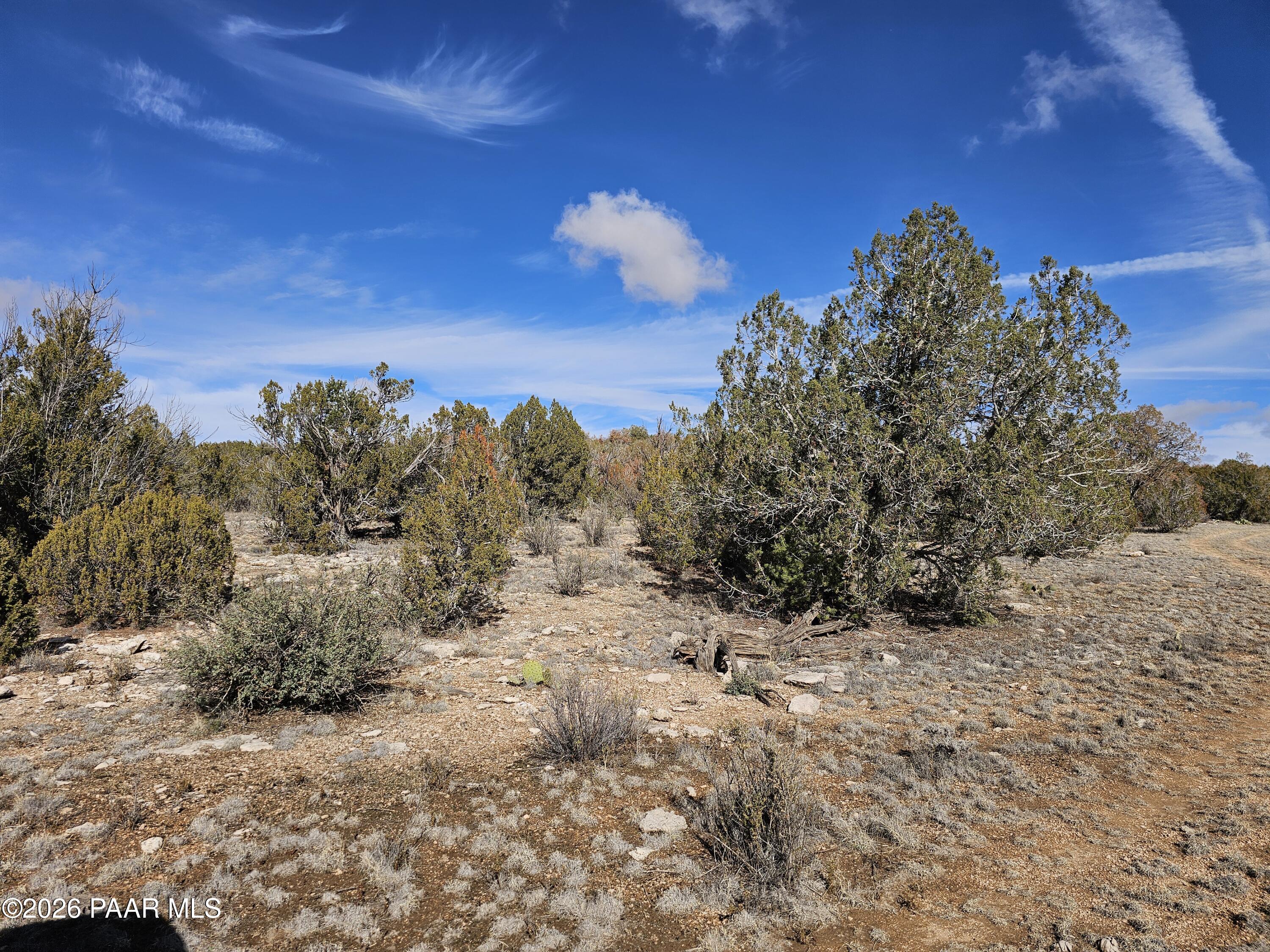 30022 Amalia Road Seligman, AZ 86337 - Photo 9 of 12 a view of a dry yard with trees in the background