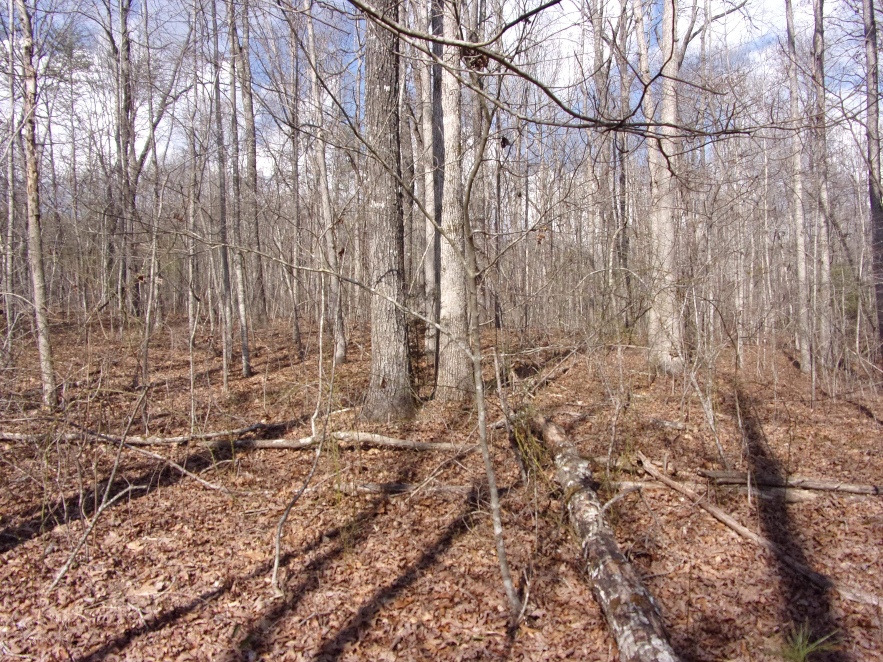 2.5 Griffith Road Pikeville, TN 37367 - Photo 8 of 22 101_0703