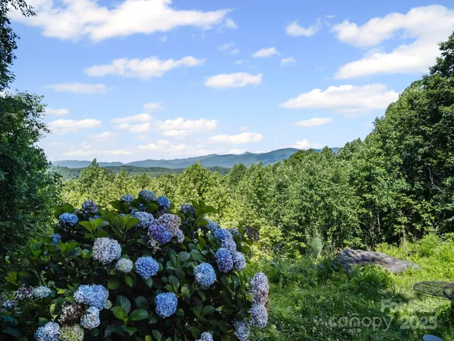 a view of a bunch of flowers