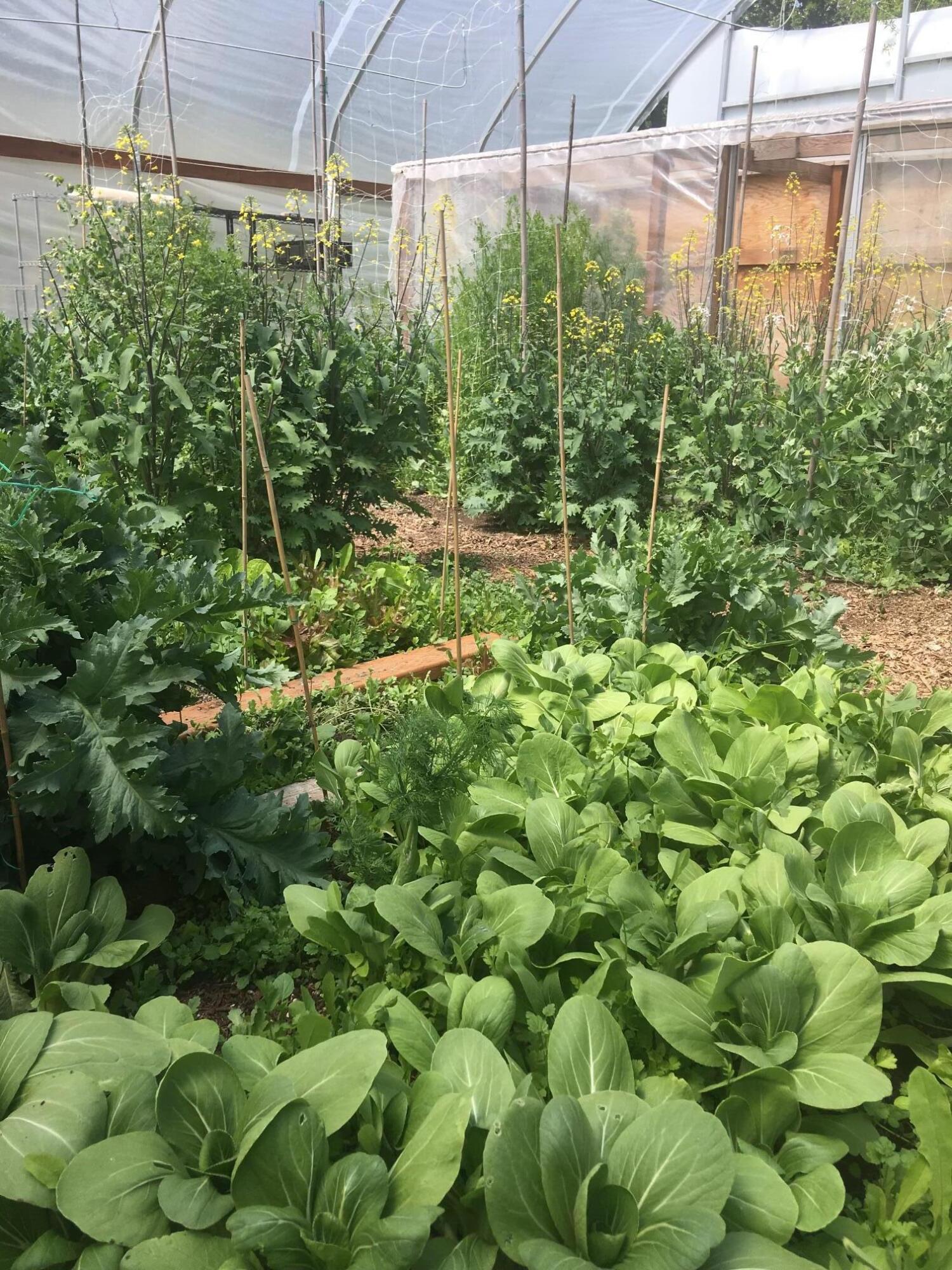 4790 Andrews Road Medford, OR 97501 - Photo 59 of 80 GardenPhoto2