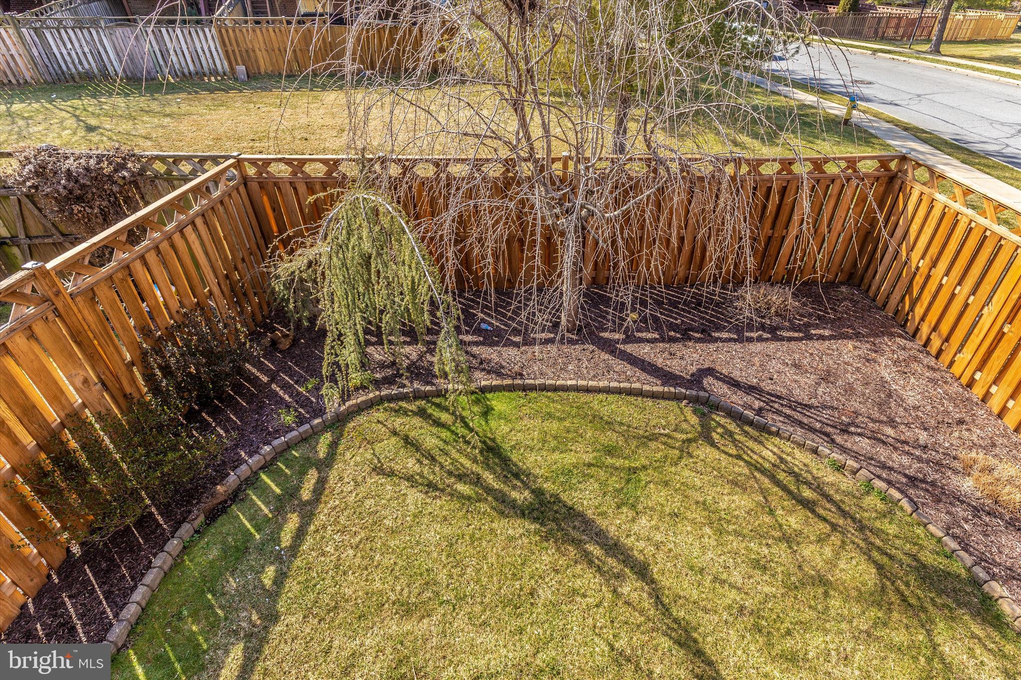 8001 Broken Reed Court Frederick, MD 21701 - Photo 44 of 59 Weeping Blue Atlas Cedar Tree &Weeping Cherry Tree