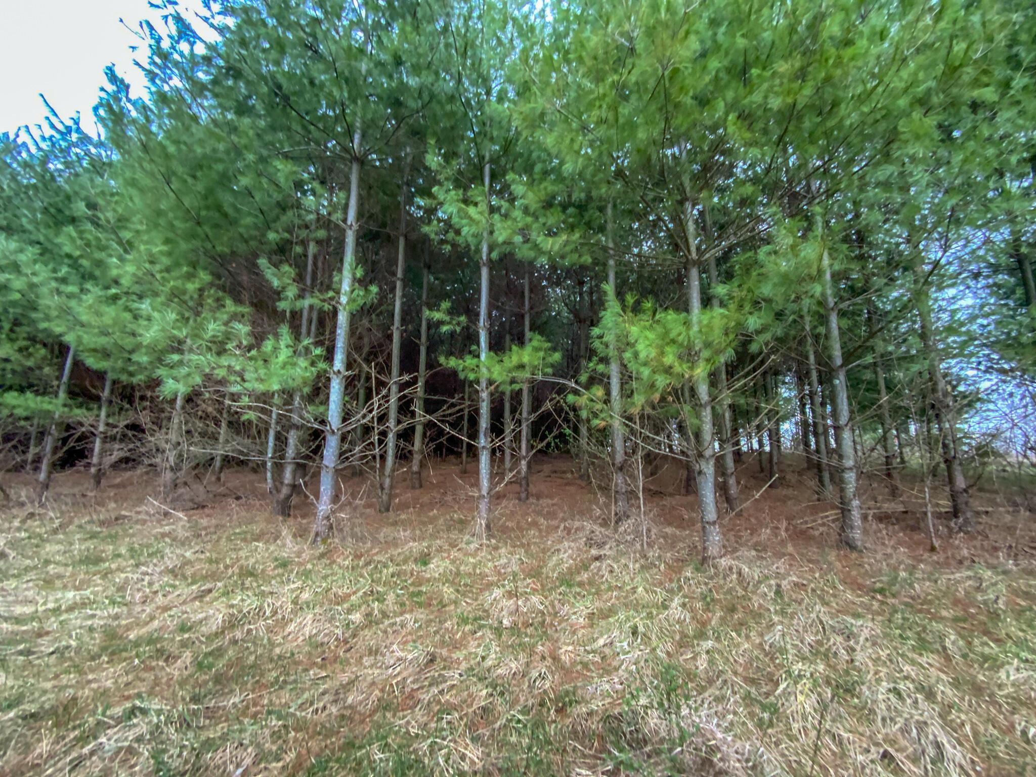 Lot 1 Fogle Road Caldwell, OH 43724 - Photo 13 of 20 IMG_5316