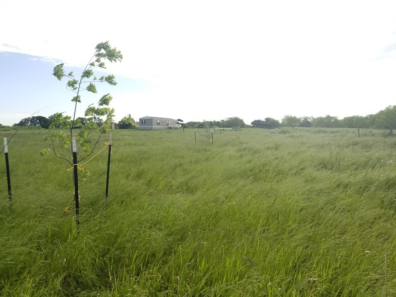 265 Lcr 722 Kosse, TX 76653 - Photo 4 of 9