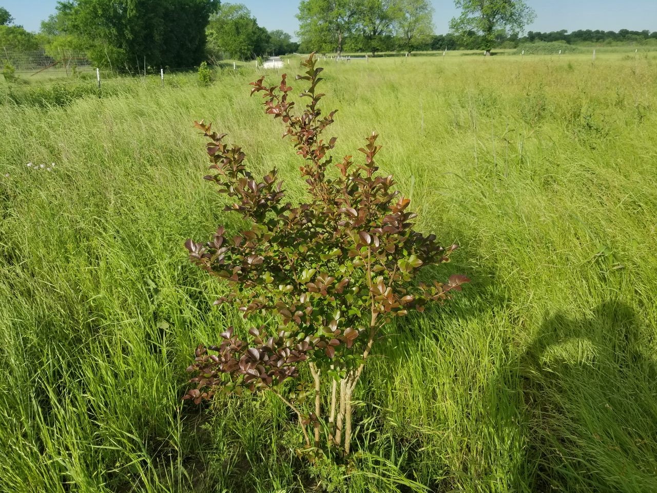 265 Lcr 722 Kosse, TX 76653 - Photo 5 of 9