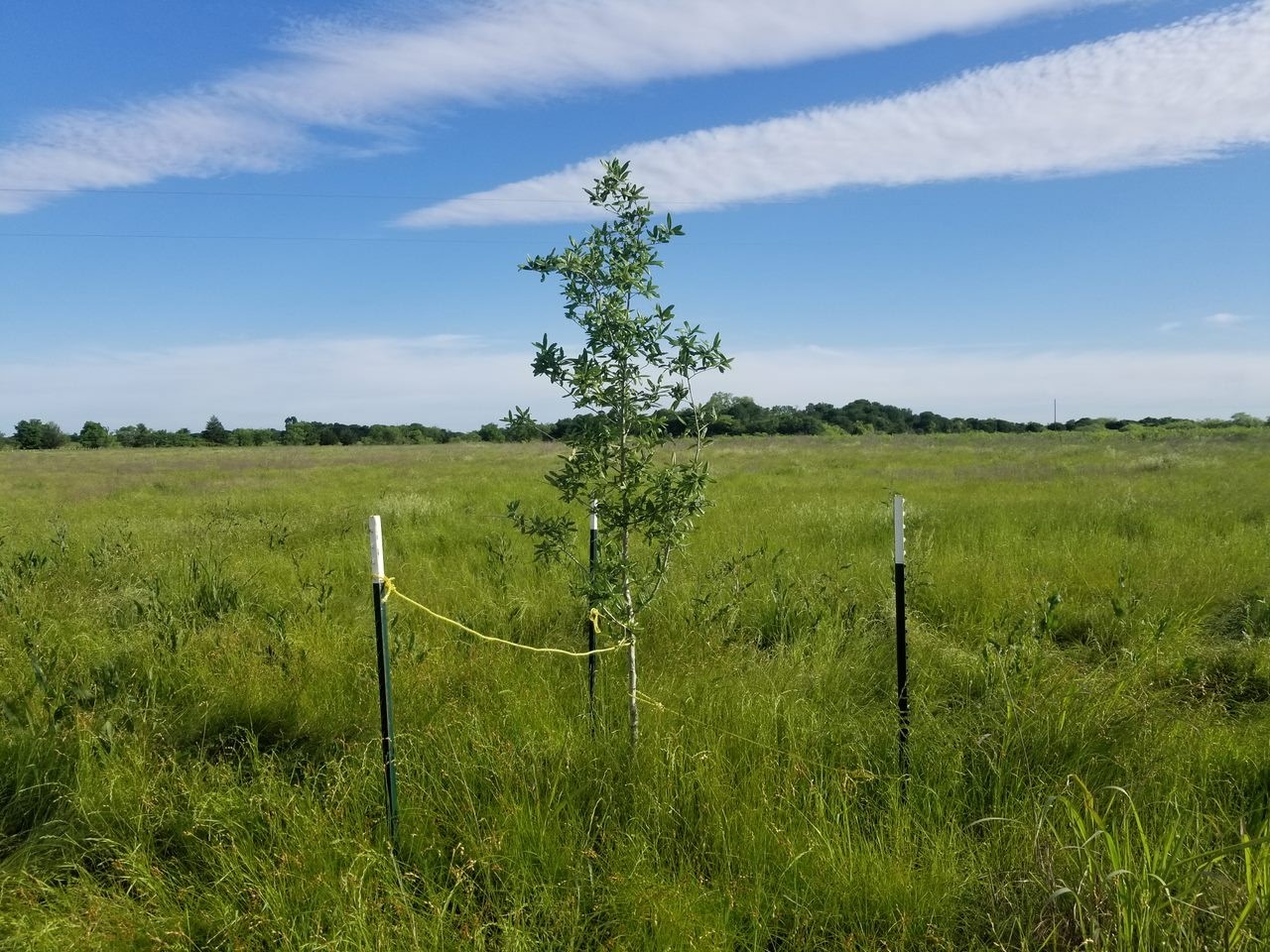 265 Lcr 722 Kosse, TX 76653 - Photo 8 of 9