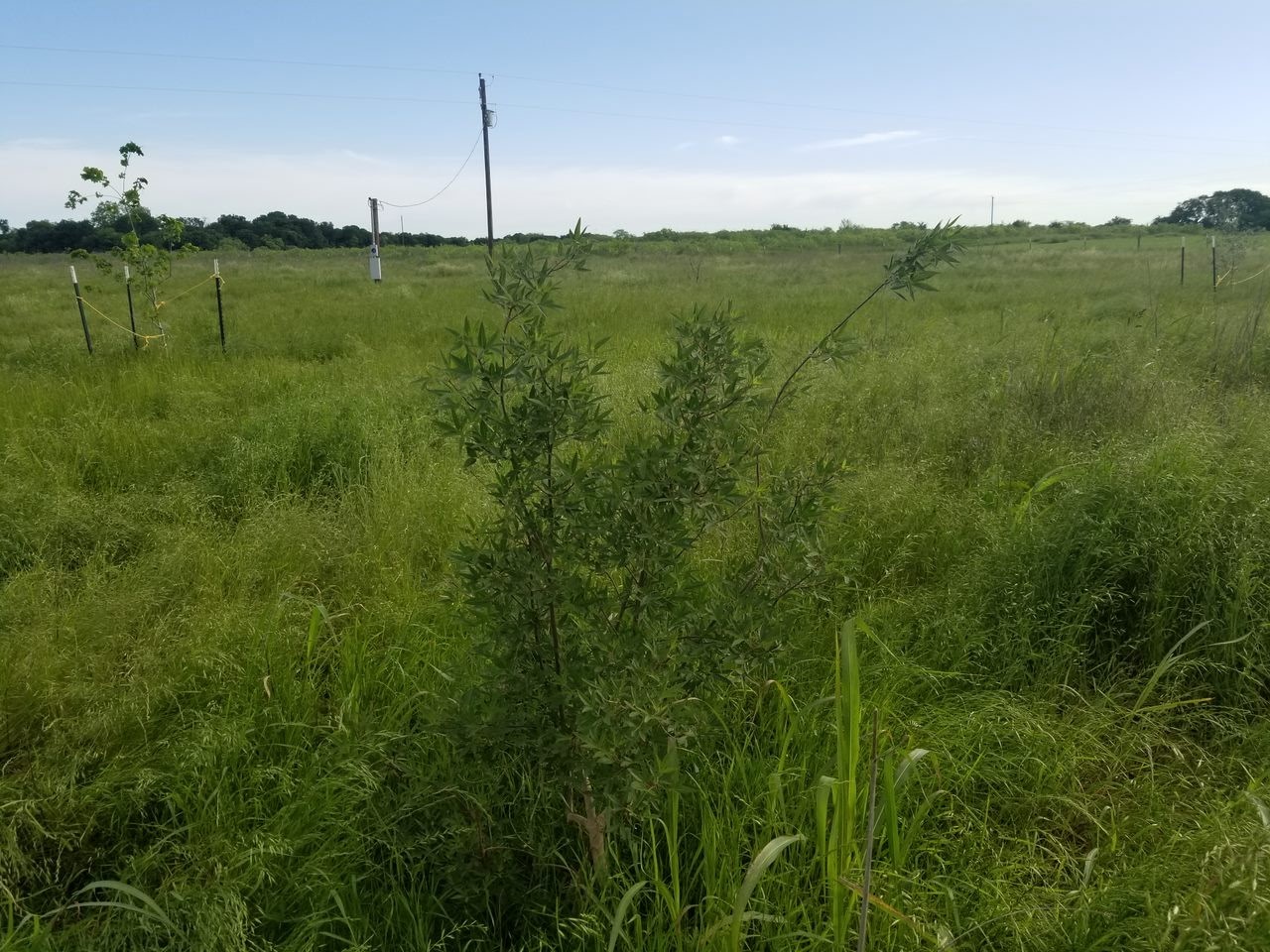 265 Lcr 722 Kosse, TX 76653 - Photo 9 of 9