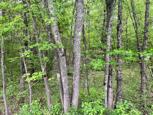 10-acres Brewer Road Brethren, MI 49619 - Photo 15 of 17 IMG_1019
