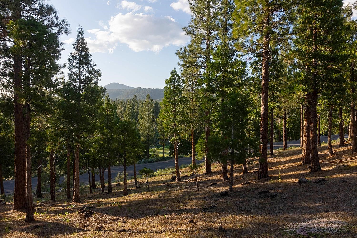 58 South Ridge Road Portola, CA 96122 - Photo 11 of 13 a view of street with trees