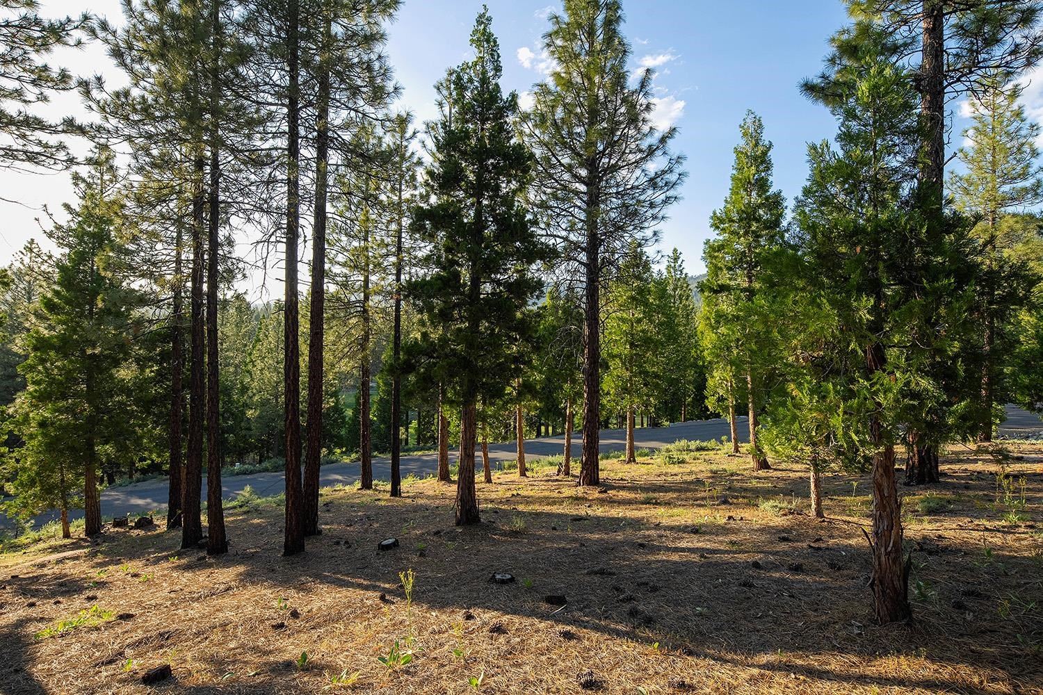 58 South Ridge Road Portola, CA 96122 - Photo 3 of 13 a view of a tree in the middle of a yard