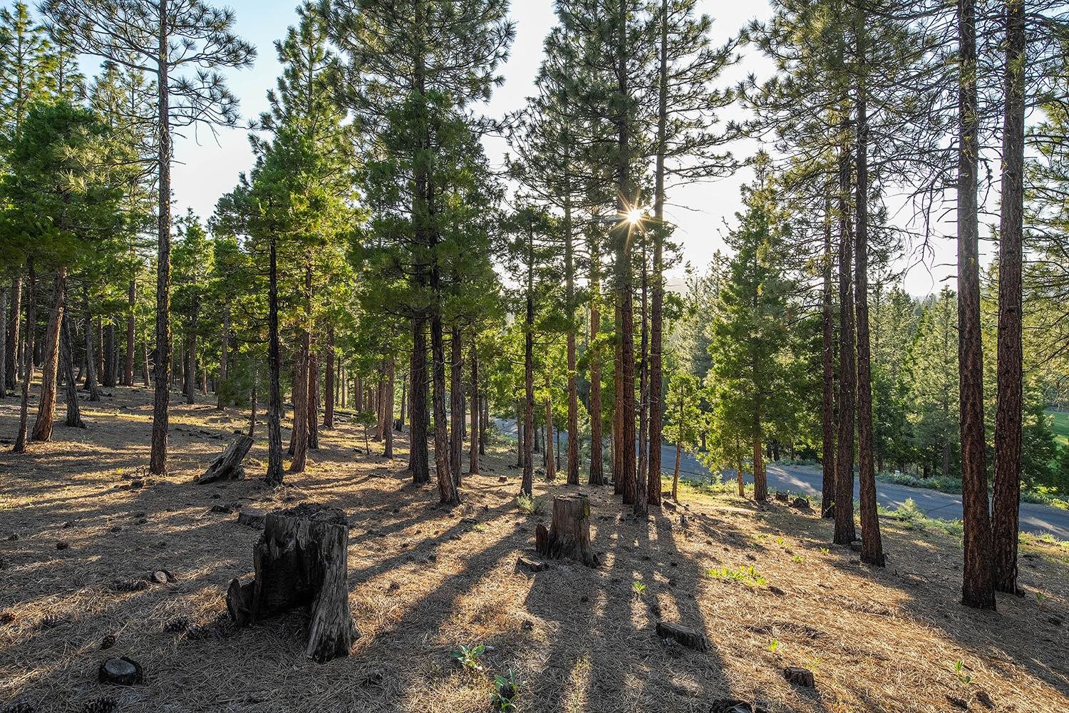58 South Ridge Road Portola, CA 96122 - Photo 4 of 13 a view of outdoor space with trees
