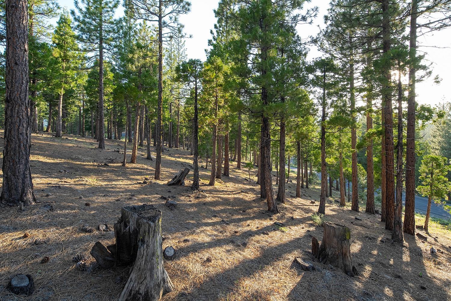 58 South Ridge Road Portola, CA 96122 - Photo 5 of 13 a view of a yard with trees